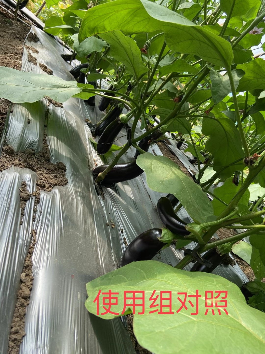 <a href=http://www.uuuxnea.cn target=_blank class=infotextkey>上海立杉</a>水溶肥在北方暖棚茄子上的效果反饋5